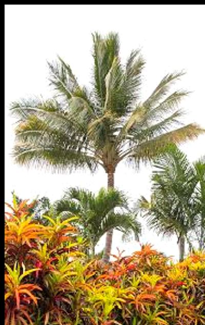 Large croton plants and palm trees