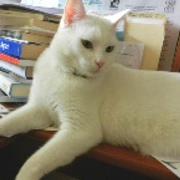 A portrait of a white cat