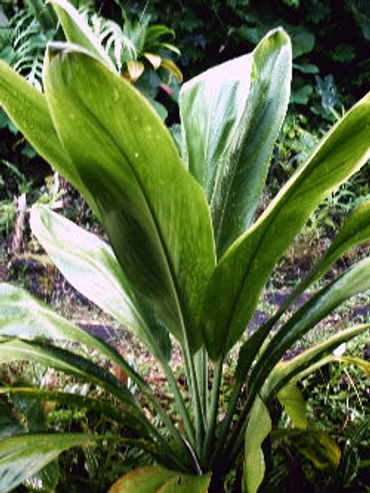 Large leaves of a cordyline plant