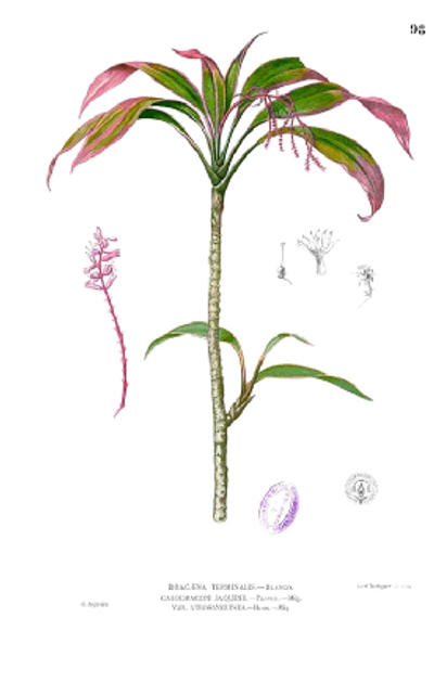 A sketch of a ti plant