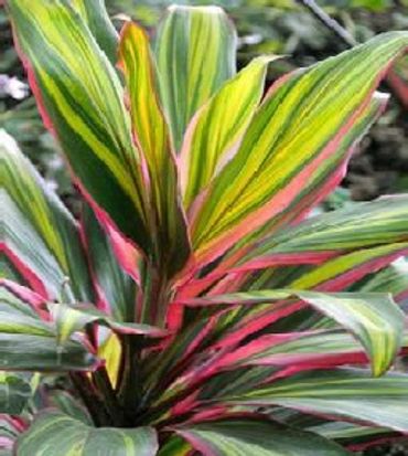 A cordyline with green, yellow, and pink leaves