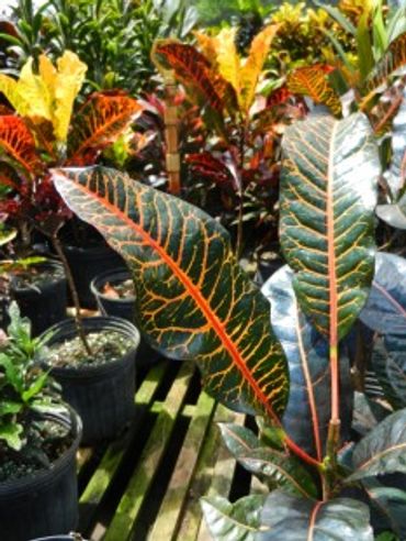 Different types of leaves and plant colors