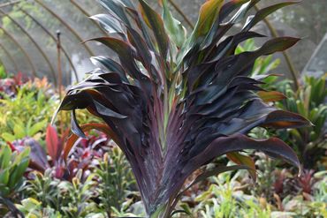A cordyline plant with dark leaves