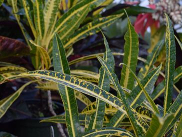 Thin leaves of green and yellow