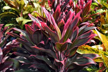 A violet cordyline with pink edges