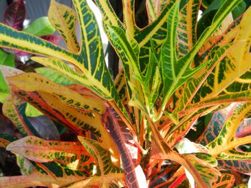 Thin croton leaves of different colors