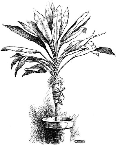 A sketch of a tropical plant