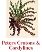 Peters Crotons & Cordylines
772.240.2811