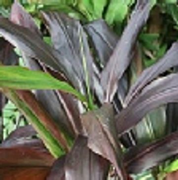 Broad dark violet leaves of a cordyline