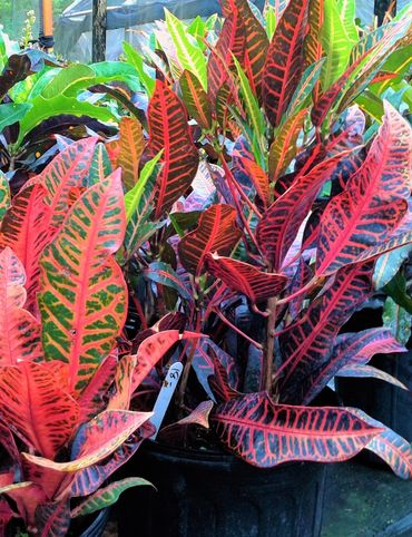 Leaves of red and green colors