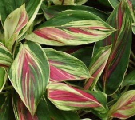 Green cordyline leaves with yellow and pink shades