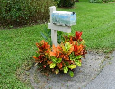 A mail box surrounded by crotons