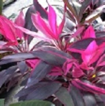 Violet and pink colored cordyline leaves
