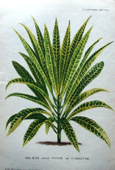 A sketch of a croton with green and yellow leaves