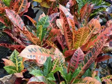Colorful croton leaves