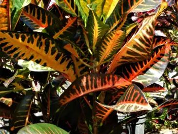 Yellow lines along the croton leaves