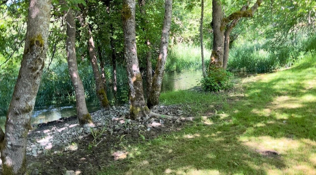 Peaceful forest scene with a small water stream.