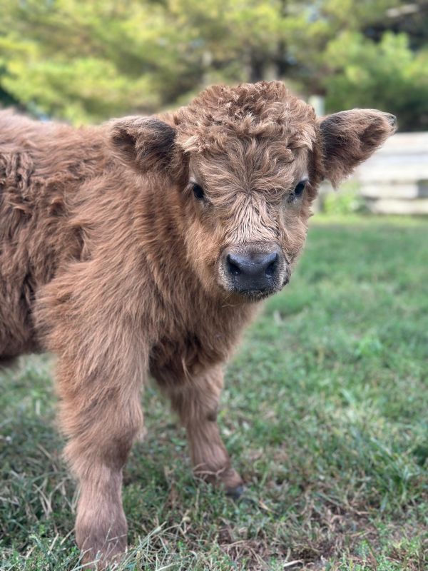 Close-up of a fluffy brown calf standing on grass outdoors.