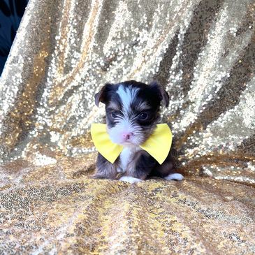 Yorkies in Livingston, yorkies in Humble, yorkies in Brownsville, yorkies in Baytown, puppies sale