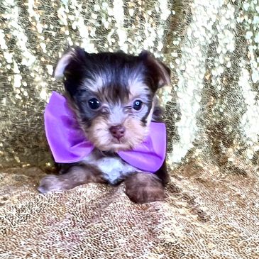 Chocolate yorkies, Galveston yorkies, puppies, yorkies in San Diego, yorkies in San Francisco, dogs