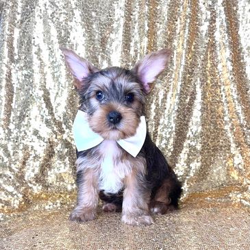 Yorkie in Michigan, yorkies in Missouri, yorkies in Washington, yorkies woodlands, puppies for sale