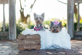 Yorkies for sale, puppies for sale, teacup Yorkies, teacup puppies, Yorkie breeders in USA, Yorkies