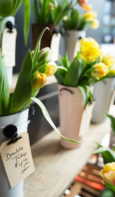 Yellow double tulips in white pots with handwritten price tags on a wooden shelf.