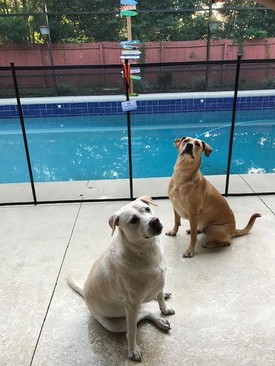 Pet Fence Debary FL by Life Saver Pool Fence of Central Florida 407-365-2400