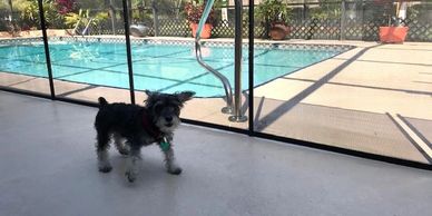 Removable Pet Fence installed in Debary FL by Life Saver Pool Fence of Central Florida 407-365-2400