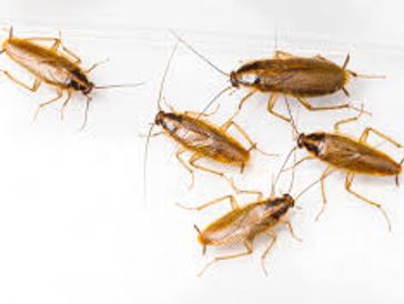 One of the most common “problem jobs” is a German Cockroach (or Blattella germanica) infestation. As