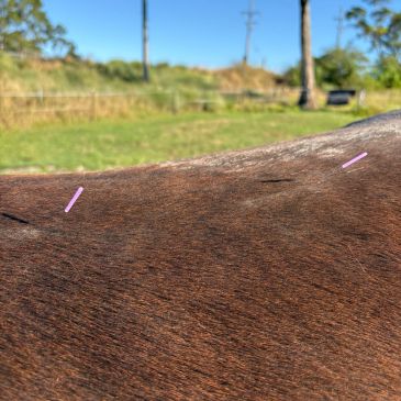 Close-up of a horse's brown coat with two small pink sticks on it.