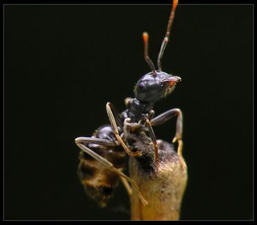 Ant eradication