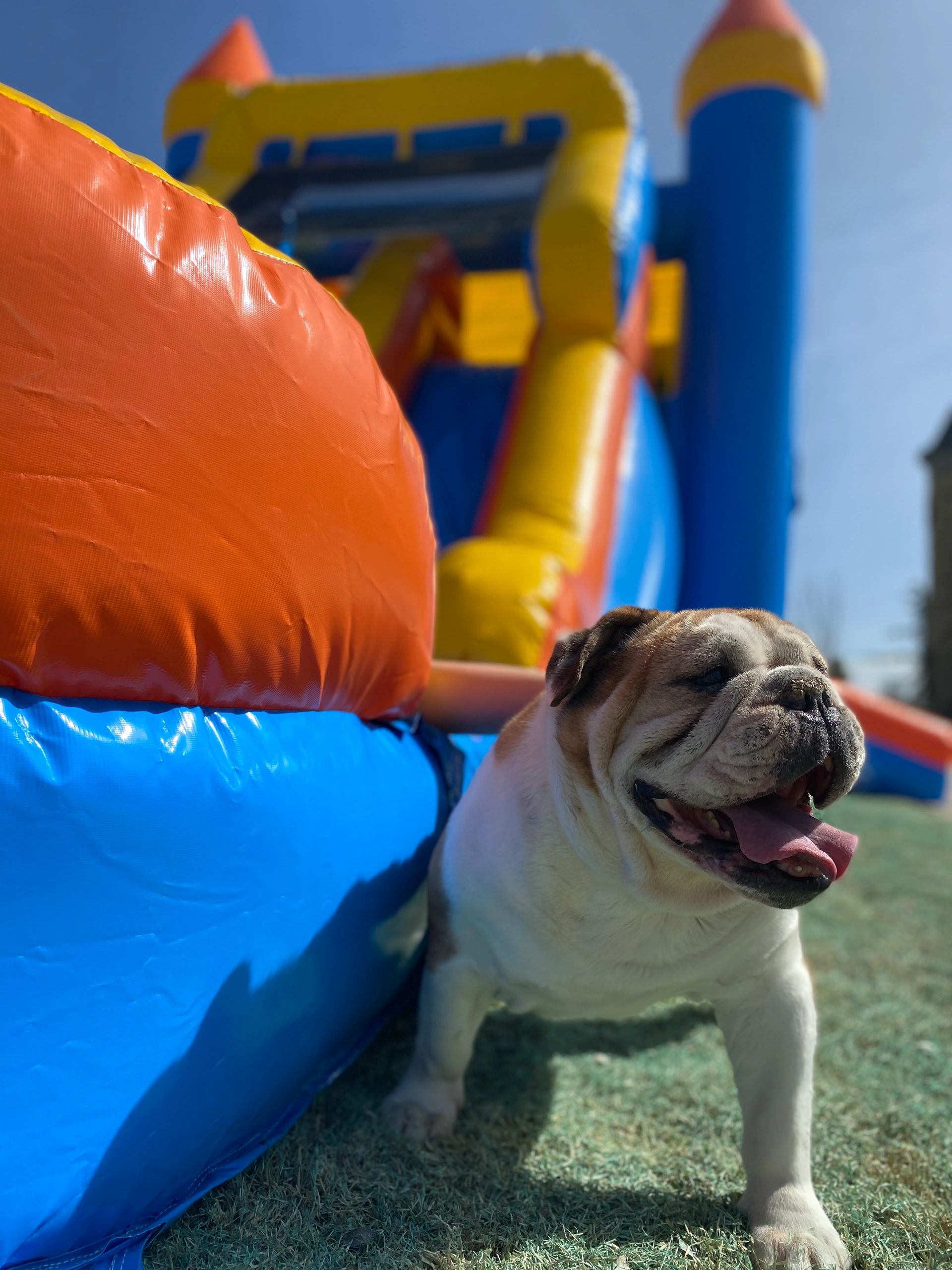 Bounce House Rental - Bulldog Bounce Inc