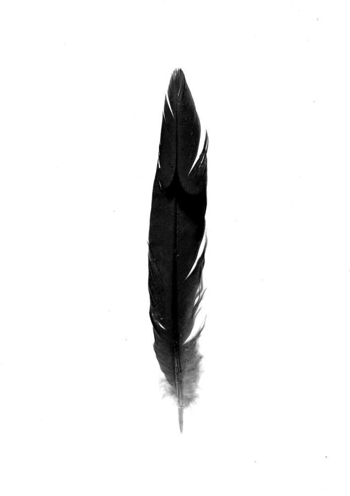 A single black feather with white streaks against a white background.