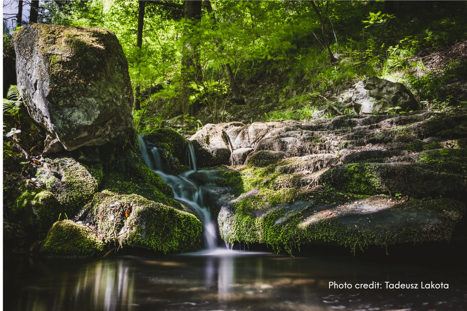 Photo by Tadeusz Lakota