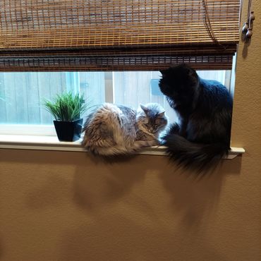 Two cats in the window