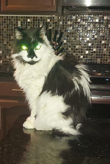 A cat in the kitchen counter