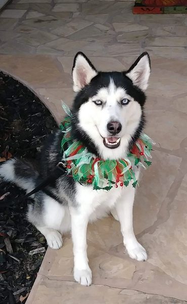 A dog with green, red, and white garland