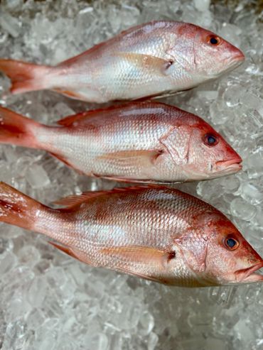 Fresh Whole Red Snapper