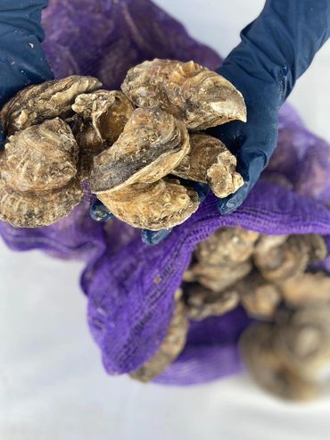 Fresh Gulf Oysters in Sack