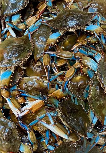 Live Blue Crabs #2 Male & Female