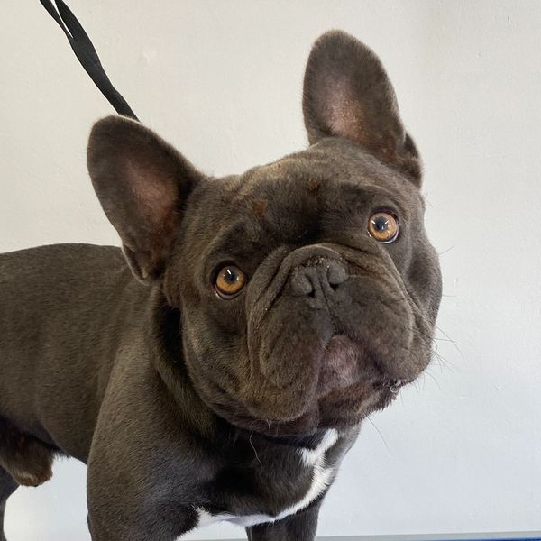 A black French Bulldog with his head tilted looking at the camera.
