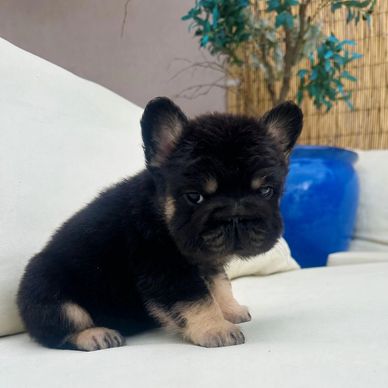 Adorable black and tan French Bulldog puppy sitting on a white couch.