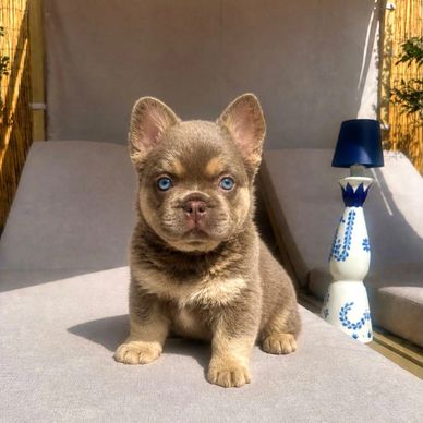 Adorable puppy with striking blue eyes sitting on a sunlit lounge chair.