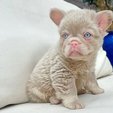 Adorable fluffy puppy with striking blue eyes sitting on a white cushion.