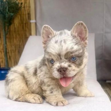 Cute blue-eyed puppy with unique speckled fur sitting and panting.