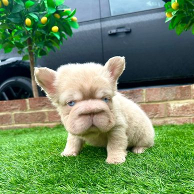Adorable cream-colored puppy with blue eyes sitting on green grass.