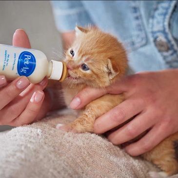 A small orange kitten is being bottle-fed by a person.