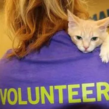 A volunteer wearing a purple shirt with a cat on their shoulder.