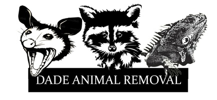 Pesky Critters
Animal Removal